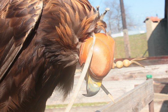 Krom orl budou v Opon lovit sokoli, jestábi, káata a dalí dravci (ilustraní foto).