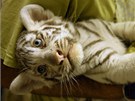 Ti koata bílých tygr z liberecké zoo ekala v osmém týdnu nezbytná