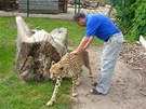 René Frank, zakladatel a editel chlebské zoo, s gepardicí Mzuri
