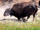Chov bizon v Radimovicích na severním Plzesku, kde nedávno dolo k úmrtí pti