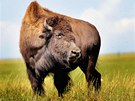 Chov bizon v Radimovicích na severním Plzesku, kde nedávno dolo k úmrtí pti