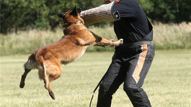 Venku na cvičišti figurant s rukávem a bičíkem trénuje se psy zadržení pachatele a kvalitu a přesnost zákusu.