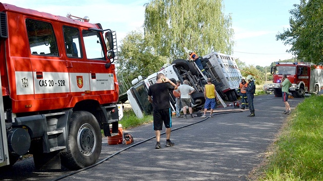 U lutic se pevrtil kamion s prasaty, polovina z nich uhynula.