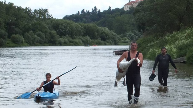 Porann labut nahnli zchrani na Berounce u Niboru v kajacch.