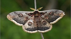 Martiná hruový v plné kráse