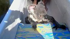 Koala doplaval k překvapeným australským vodákům a vylezl jim do kánoe.