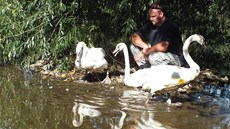 Karel Makoň ze Záchranné stanice živočichů v Plzni vypouští labutě zpátky do