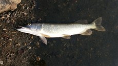Úhyn ryb v rybníku v ulici Poárník na okraji Olomouce.