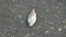 Úhyn ryb v rybníku v ulici Poárník na okraji Olomouce.