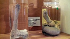 Muzeum penis