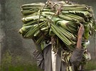 ZELENÁ OTEP. Etiopan nese svazek list banánovníku, které se pouívají k...