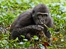 Mladá gorila pojídající vodní rostliny v národním parku Nouabalé Ndoki