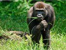 Primatologové odhadují, e gorily konzumují zhruba 150 a 300 rzných druh...
