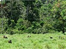 Na mýtin Mbeli bai v národním parku Nouabalé Ndoki probíhá výzkum goril u od...