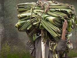 ZELENÁ OTEP. Etiopan nese svazek list banánovníku, které se pouívají k...