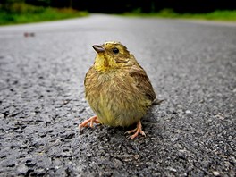 Na silnicích umírá spousta zve i pták, mladý strnad ml pro tentokrát tstí.