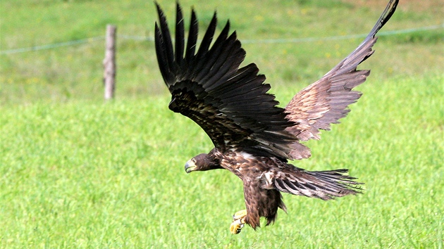 Nedaleko Bl na Jindichohradecku se pracovnci zchrann stanice ivoich pi ZOO Ohrada pokusili vypustit zptky do prody orla moskho kterho vylili z otravy botulotoxinem. Orel vak vdy uletl jen 50 metr. 