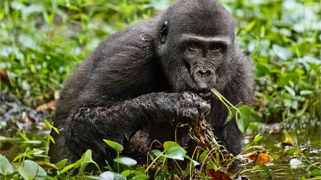 Mlad gorila pojdajc vodn rostliny v nrodnm parku Nouabal Ndoki