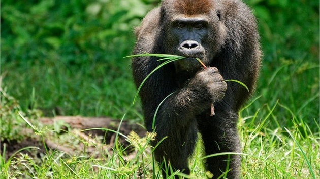 Primatologové odhadují, že gorily konzumují zhruba 150 až 300 různých druhů rostlin.