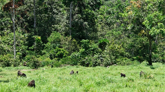 Na mtin Mbeli bai v nrodnm parku Nouabal Ndoki probh vzkum goril u od roku 1995.
