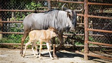 V brnnské zoologické zahrad se v srpnu narodilo mlád pakon modrého.