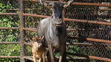 V brnnské zoologické zahrad se v srpnu narodilo mlád pakon modrého.