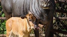 V brnnské zoologické zahrad se v srpnu narodilo mlád pakon modrého.