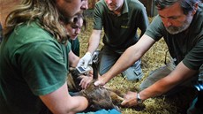 V brnnské zoologické zahrad se v srpnu narodilo mlád pakon modrého.