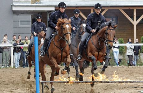 Ukázky výcviku sluebních koní, na snímku jízdní oddíl policie. (Ilustraní foto)