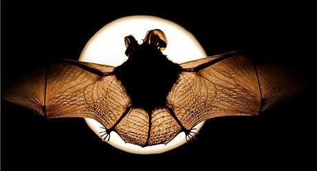 V lomu má zimovit jedenáct druh netopýr. (Ilustraní snímek)