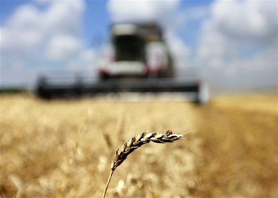 Dlouhotrvající sucha a vedra budou mít významný vliv na letoní úrodu.