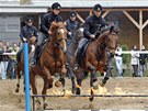 Ukázky výcviku sluebních koní, na snímku jízdní oddíl mstské policie.