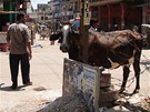 Indie, Váránasí - Krávy jsou v Indii posvátné a na ulicích je potkáte stejn