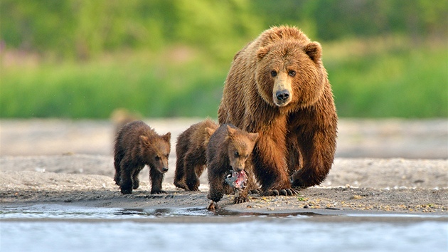 Mláďata je třeba nakrmit, proto se medvědice musí otáčet.