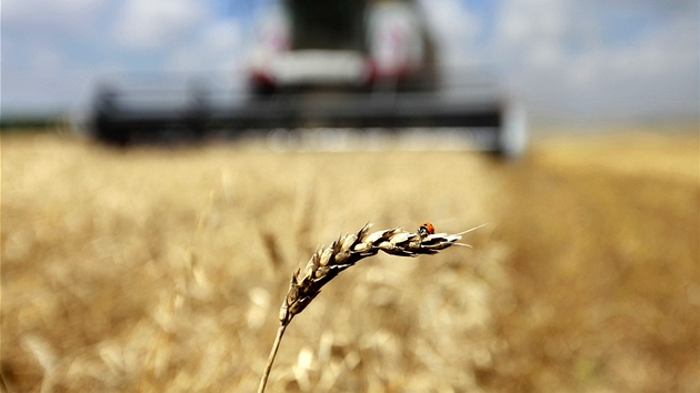 Dlouhotrvající sucha a vedra budou mít významný vliv na letošní úrodu.