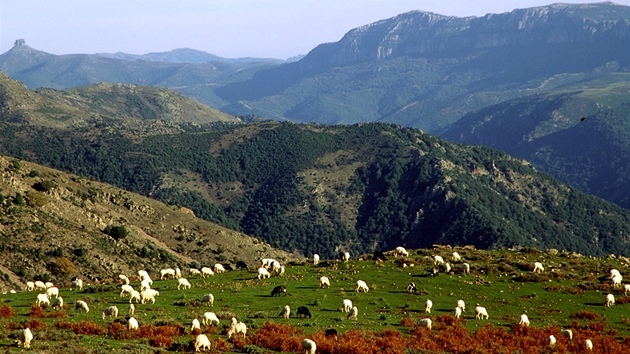 Ov populace Sardinie ptkrt pevyuje tu lidskou. 