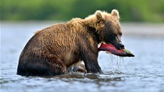 U Kurilského jezera najdou medvdi dostatek potravy.