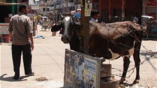Indie, Váránasí - Krávy jsou v Indii posvátné a na ulicích je potkáte stejn