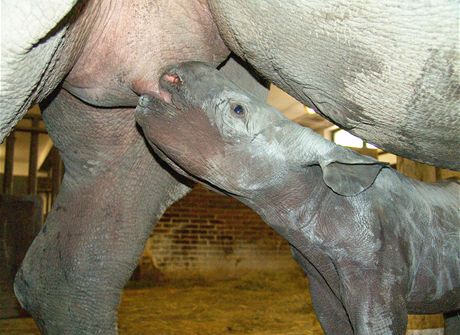 Samika nosoroce dvourohého se ve dvorské zoo narodila 8. 9. 2012.
