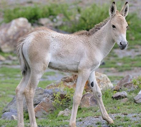 Zhruba tímsíní mlád oslíka kulana z plzeské zoo.