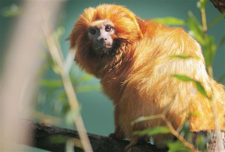 Do nových klecí v jihoamerické expozici plzeské ZOO pibyli dva lvíci zlatí.