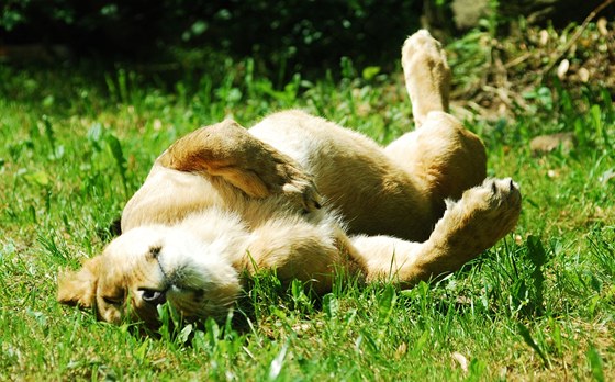 Jedna z posledních pohodových chvilek lvice v ostravské zoo.