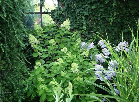 I stinné kouty se mohou zelenat a kvést. Zde hortenzie latnatá (Hydrangea...