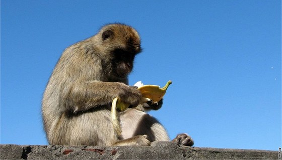 Uprchlá opice je podle svdk velká jako nmecký ovák (ilustraní snímek).