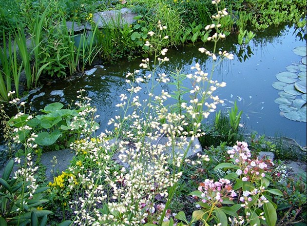 Jez�rko se �ist� p��rodn� cestou, prost�ednictv�m ko�en� rostlin.