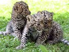 Leopard manduský