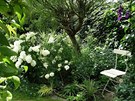 Hortenzii stromekovitou (Hydrangea arborescens 'Annabelle') nikdo nepehlédne,...