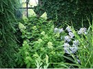 I stinné kouty se mohou zelenat a kvést. Zde hortenzie latnatá (Hydrangea...