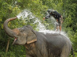 SLONÍ OISTA. V Thajsku se konal 11. roník královského turnaje ve sloním pólu....