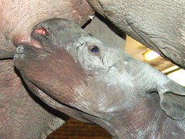 Samička nosorožce dvourohého se ve dvorské zoo narodila 8. 9. 2012.